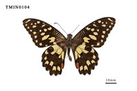 Papilio demoleus  Collection Image, Figure 1, Total 6 Figures